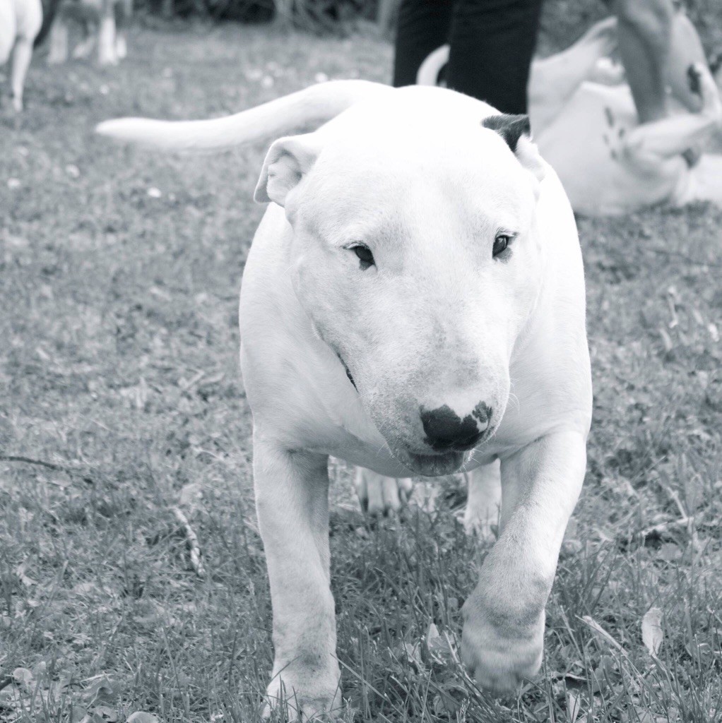 Rowenagain Harpocrate