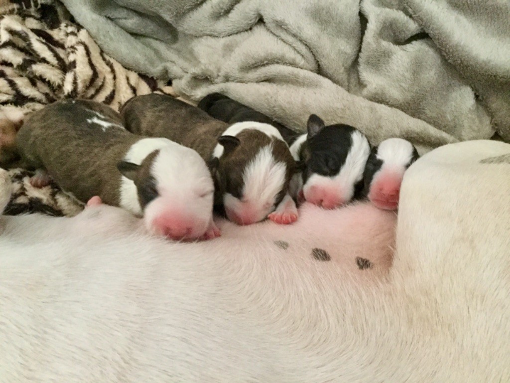 Boogy Dance's - Bull Terrier - Portée née le 27/03/2018